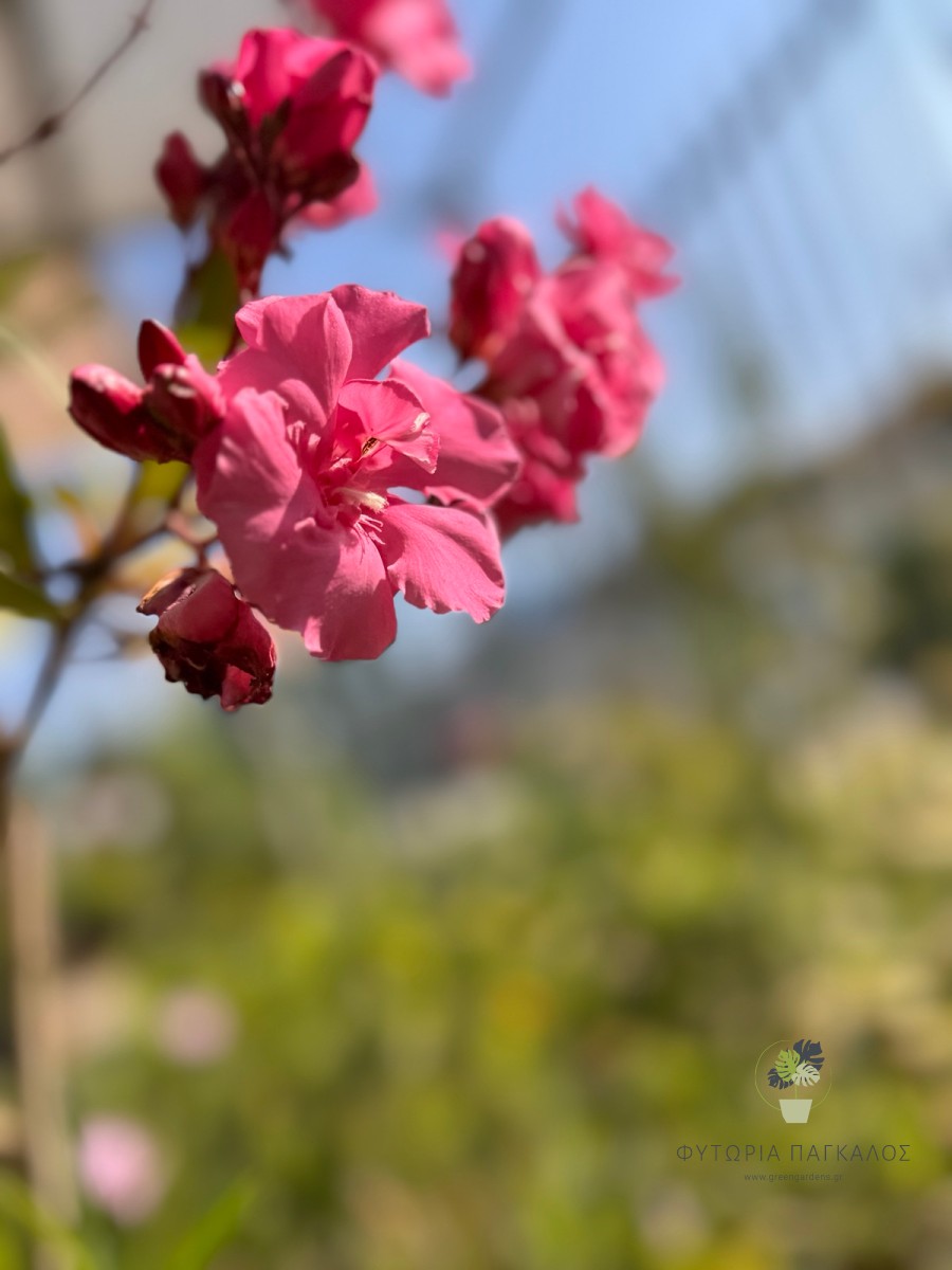 Πικροδάφνη – Nerium oleander Κλασικό Φυτό για Φράκτες με χρώμα - 2